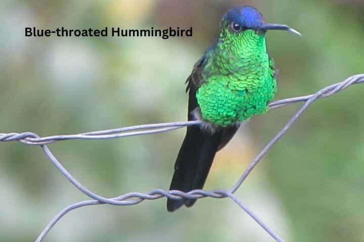 Hummingbirds California - Species Identification Guide