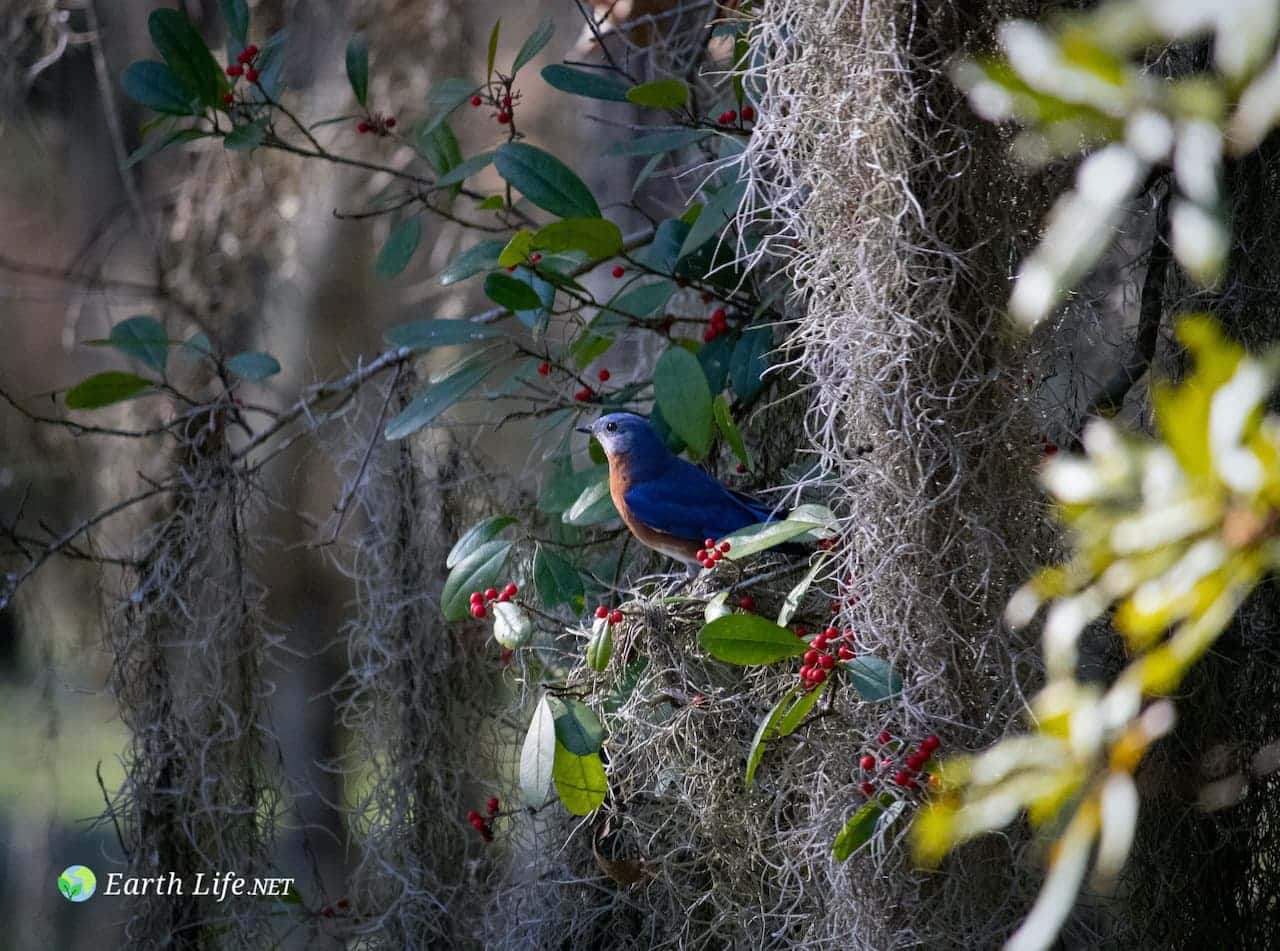 10 Birds That Build Hanging Nests