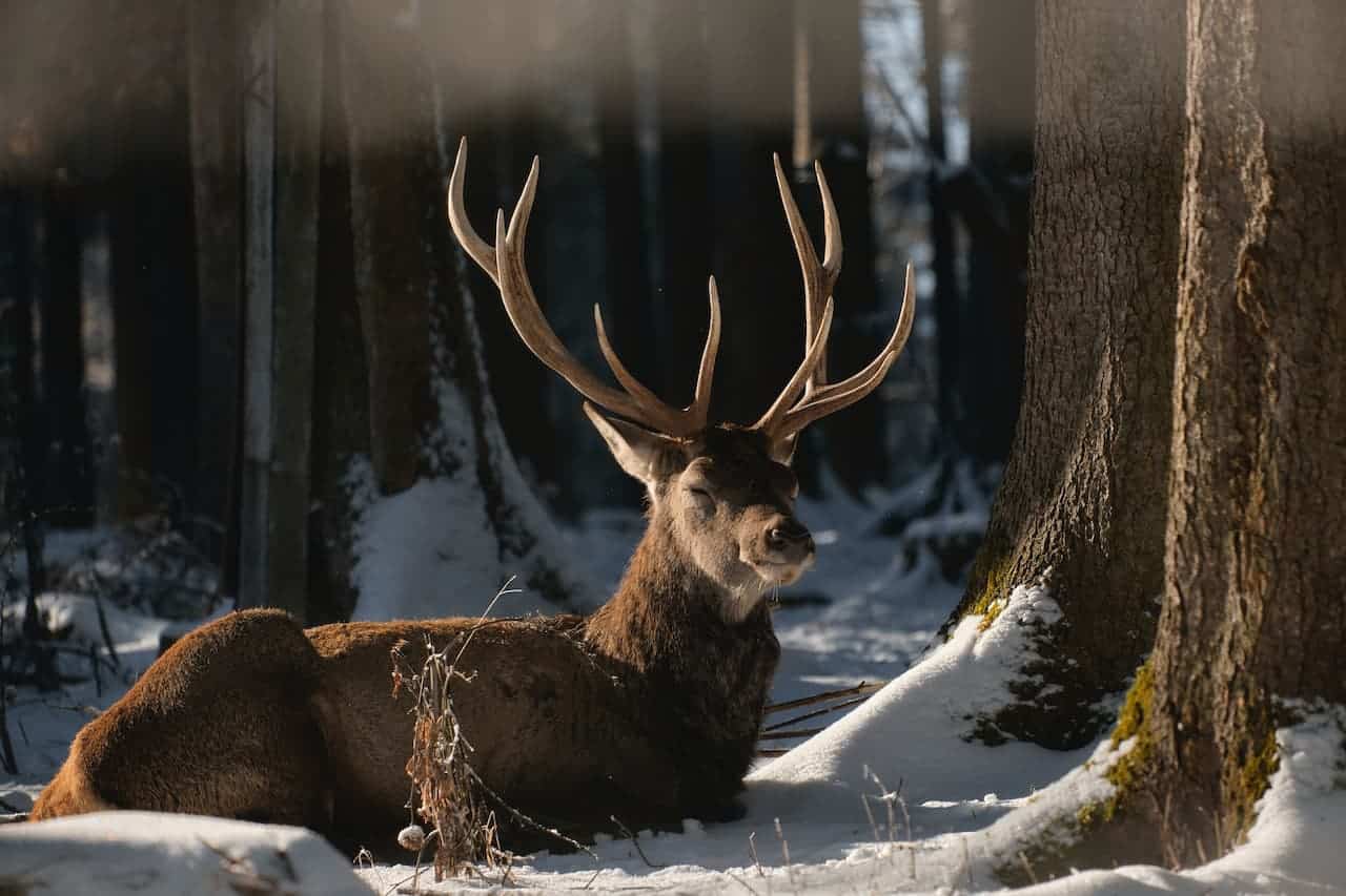 10 Deer Predators What Eats A Deer