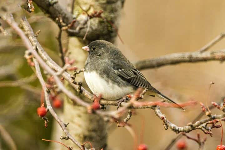 Dark-Eyed Junco