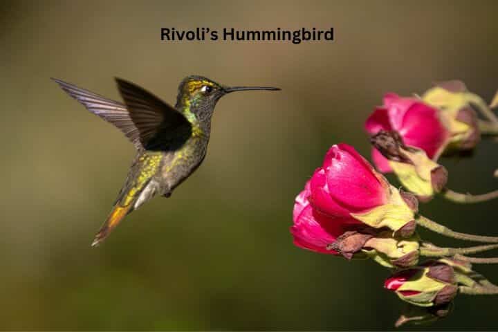 Hummingbirds California - Species Identification Guide