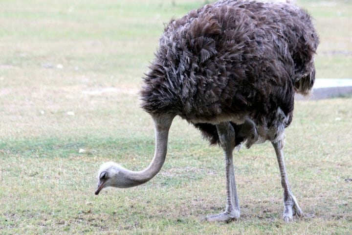 Do Ostrich Have Teeth