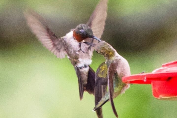 Do Hummingbirds Kill Each Other