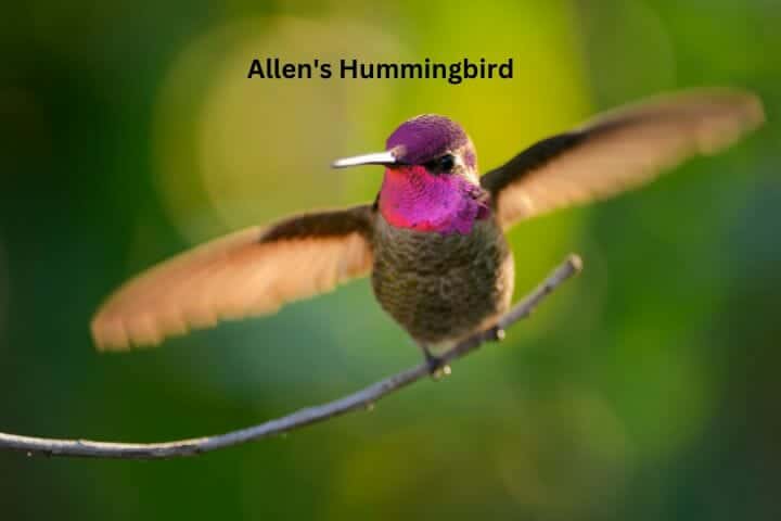 Hummingbirds California - Species Identification Guide