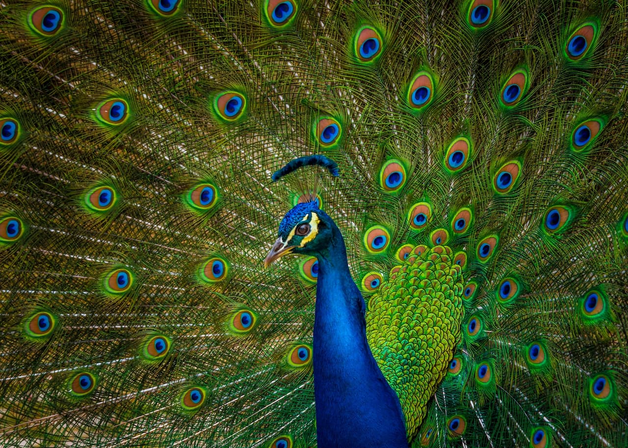 Peacocks Don't Just Show Their Feathers, They Rattle Them - The New York  Times