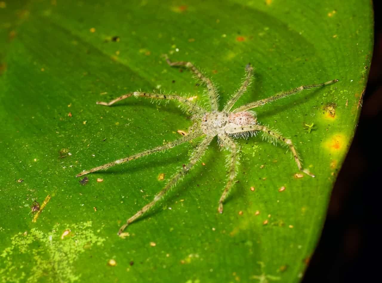 the smallest spider in the world