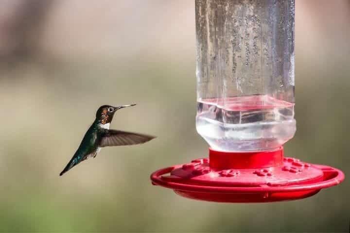 Do Hummingbirds Kill Each Other