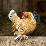 Why Do Some Pigeons Have Feathered Feet