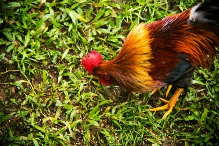 Can Roosters Eat Layer Feed