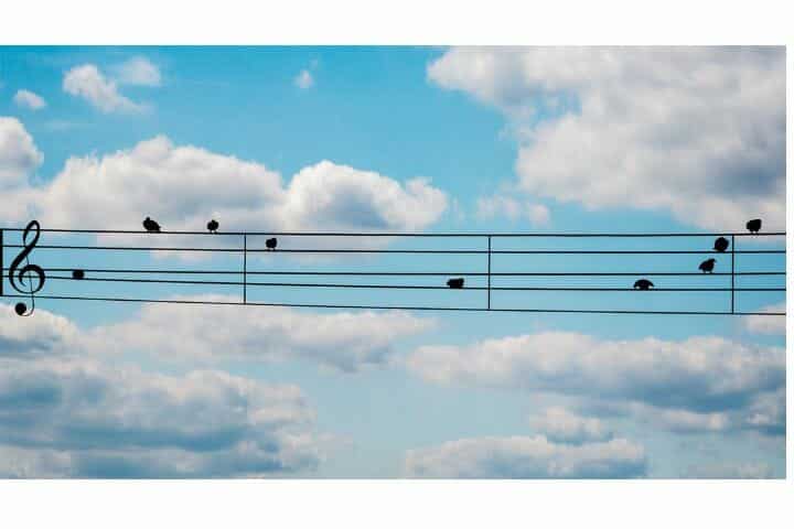 Do Birds Like Music