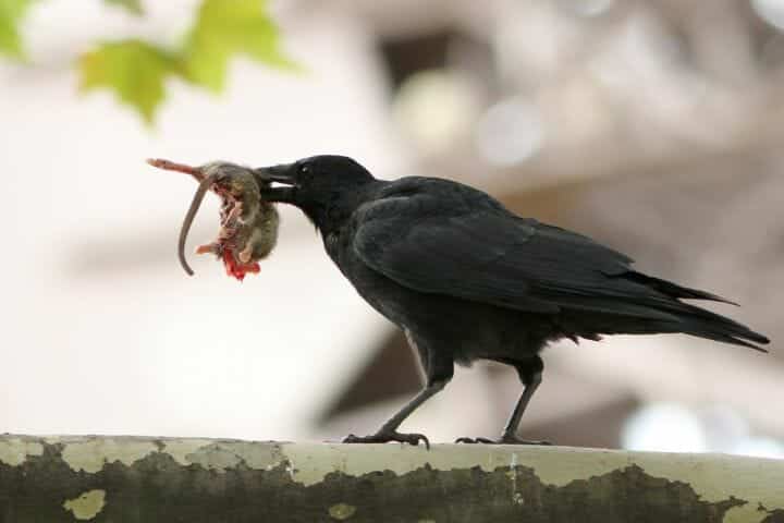 Do crows eat rats