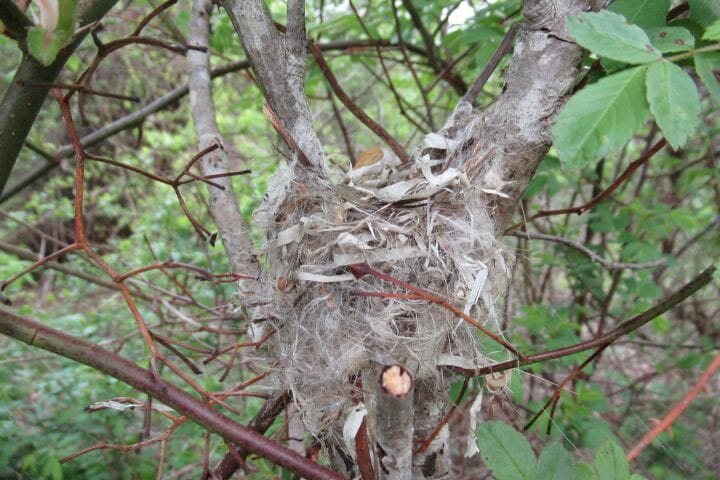 Birds That Build Hanging Nests