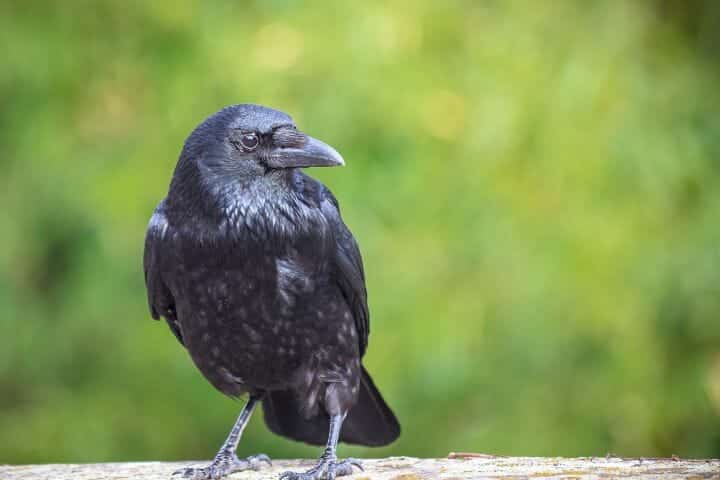 How Long Do Crows Live