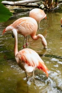 3 Flamingos Feeding In Water