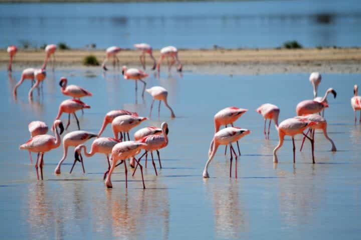 Where Do Flamingos Live