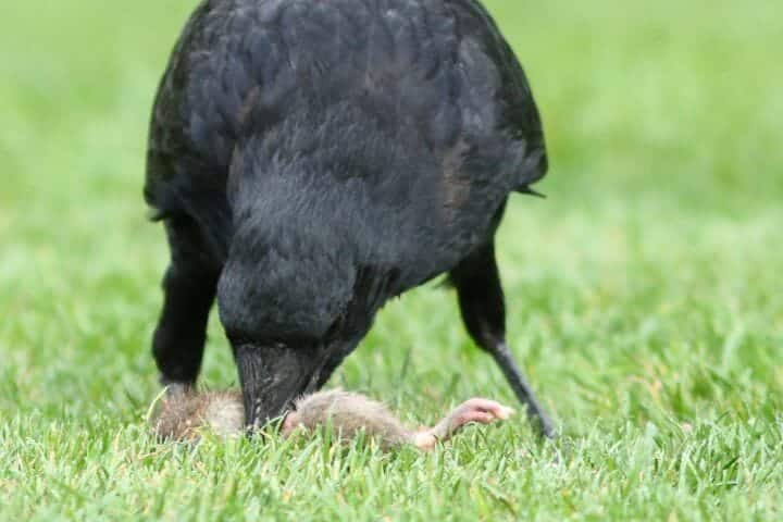 Do crows eat rats