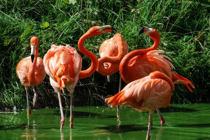 Are Flamingos Dangerous