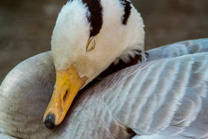 can birds close their eyes