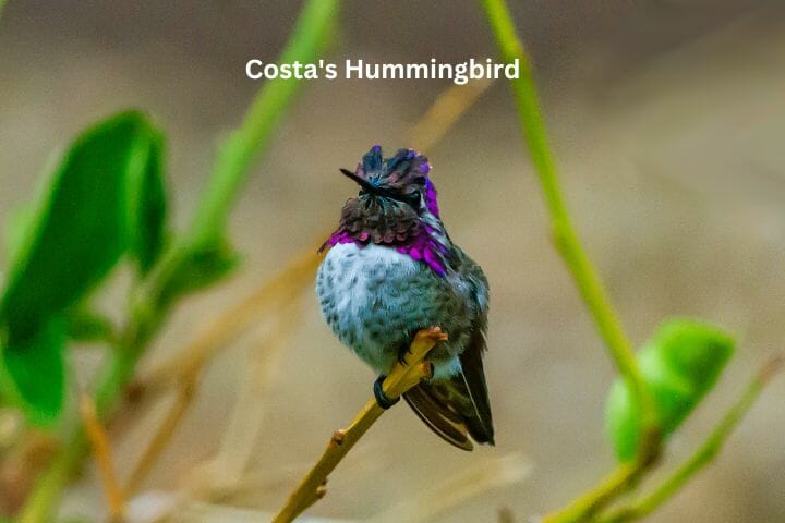 Hummingbirds California - Species Identification Guide