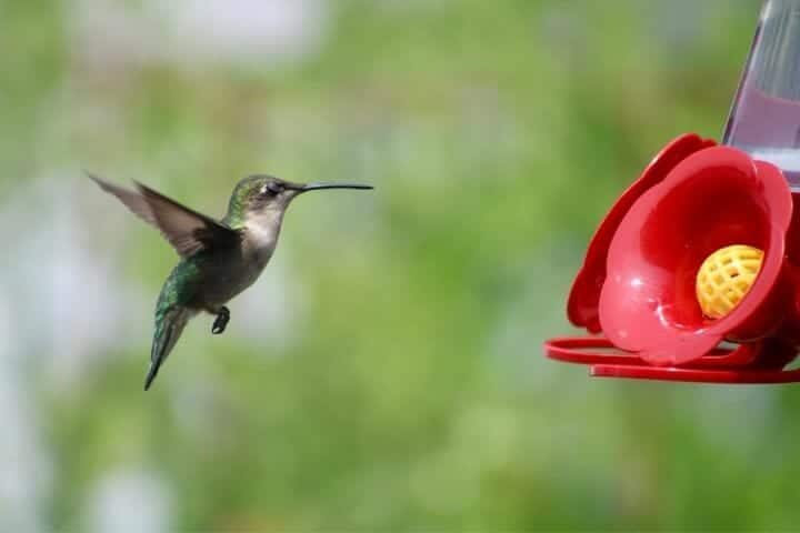 Do Hummingbirds Eat Fruit