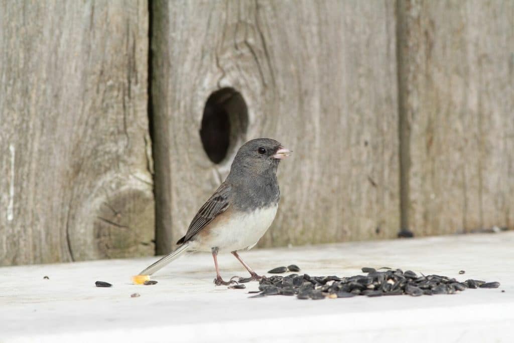 What Do Dark Eyed Juncos Eat? What Is Their Diet?