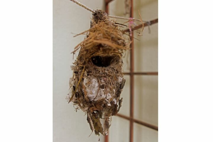 Birds That Build Hanging Nests