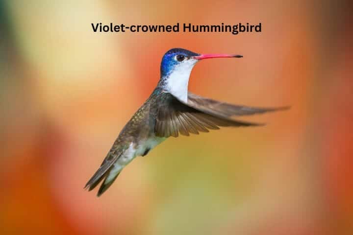 Hummingbirds California - Species Identification Guide