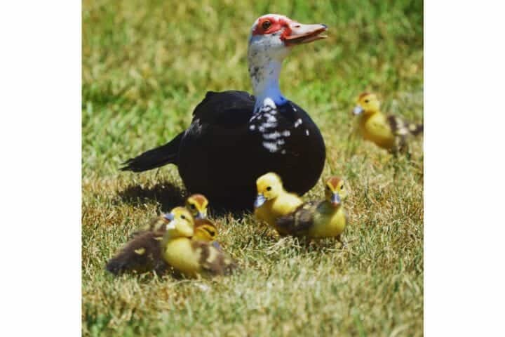 Breeding Muscovy Ducks