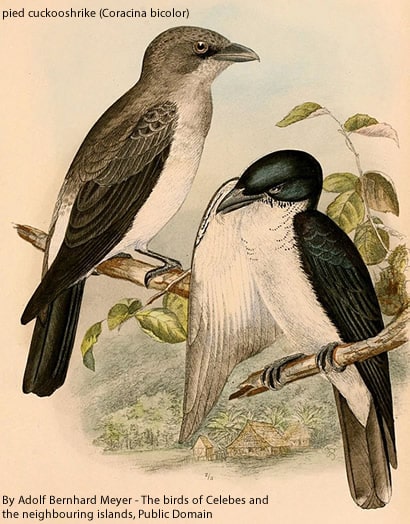 pied cuckooshrike (Coracina bicolor)