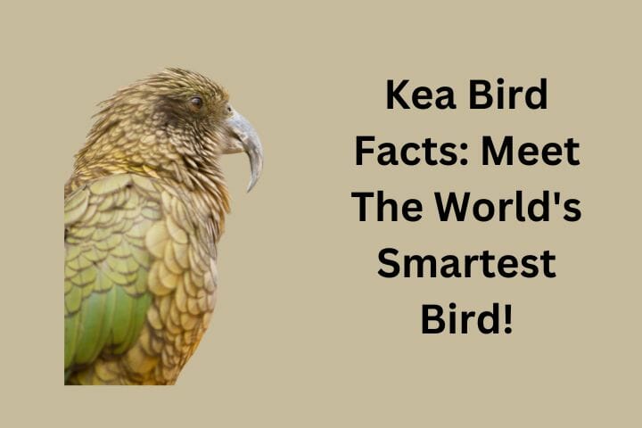 Kea Bird Facts