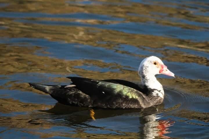 Muscovy Duck Male Vs Female