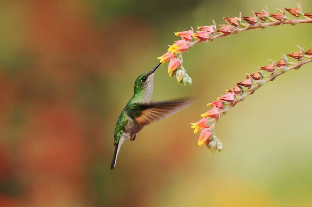 A Band-tailed Barbthroat Hovering Next to Red Flower