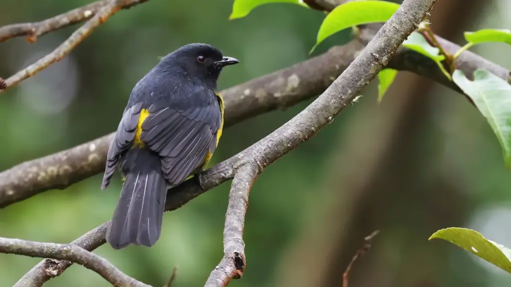 A Black-and-yellow Silky-flycatchers Perched on Tree