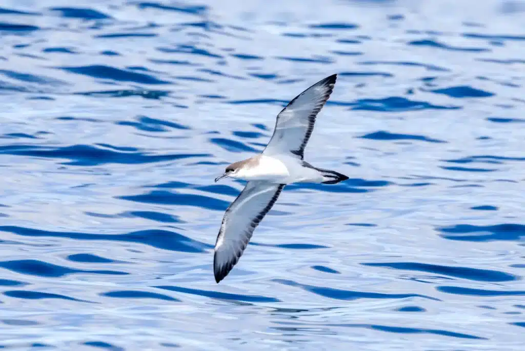A Buller's Shearwater Flying Over the Water 