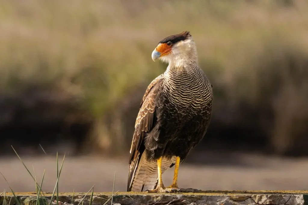 A Caracara Observing Its Surroundings 