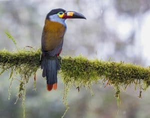 A Checklist of Birds of the World