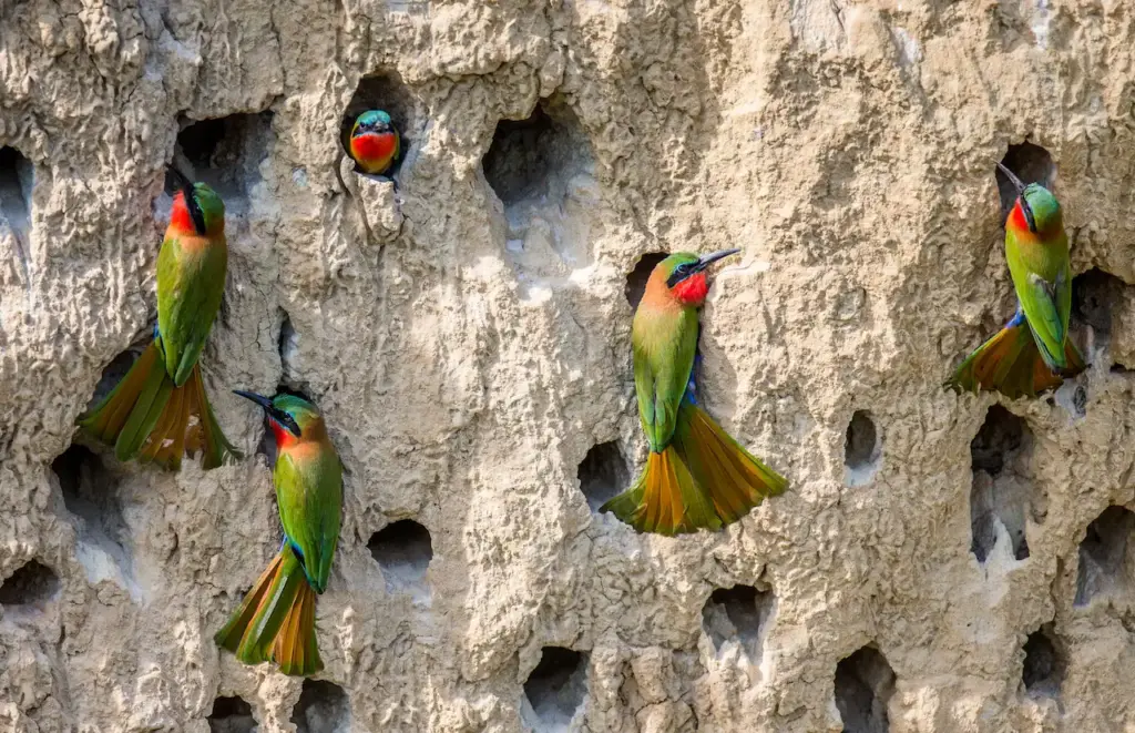 A Colony Of Bee Eaters Creating Burrows On A Clay Wall