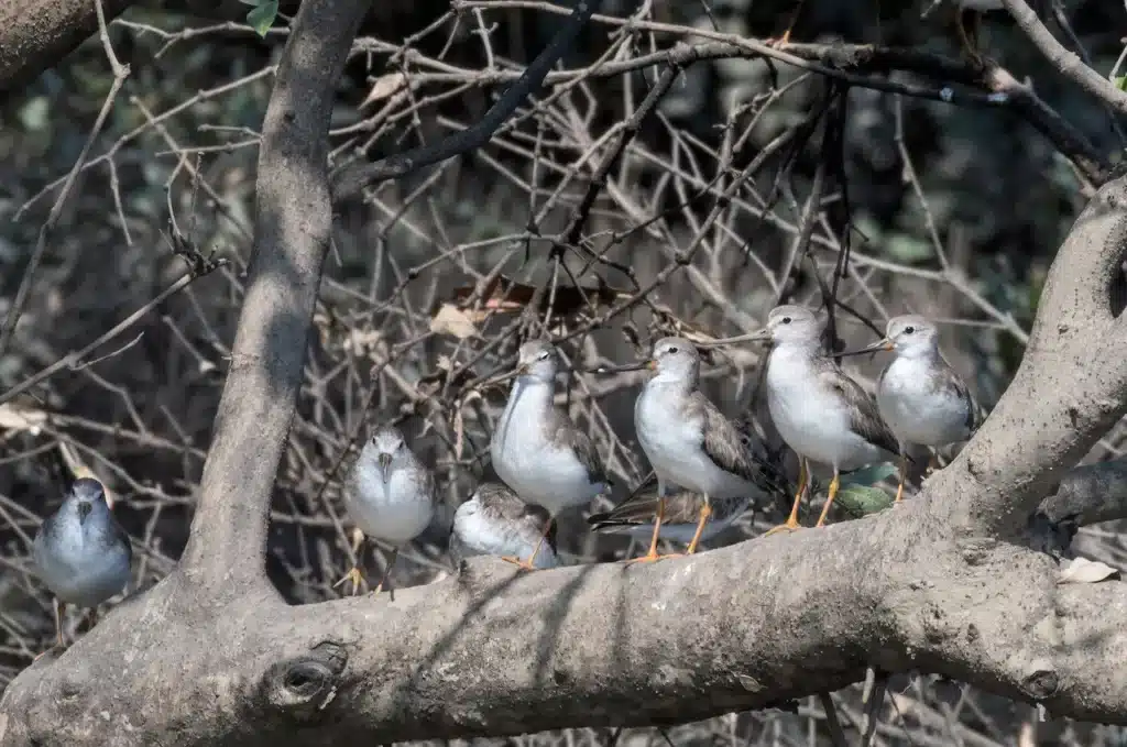 A Flock of Terek Sandpipers 
