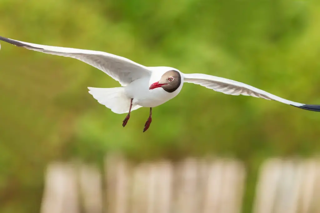 A Flying Brown-headed Gull 