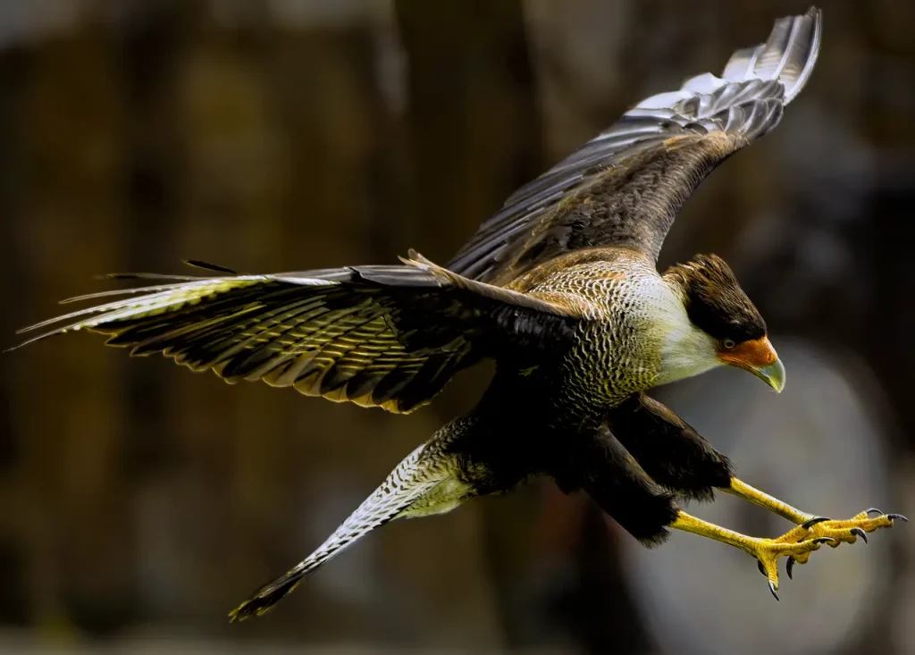 A Flying Caracaras Bird 