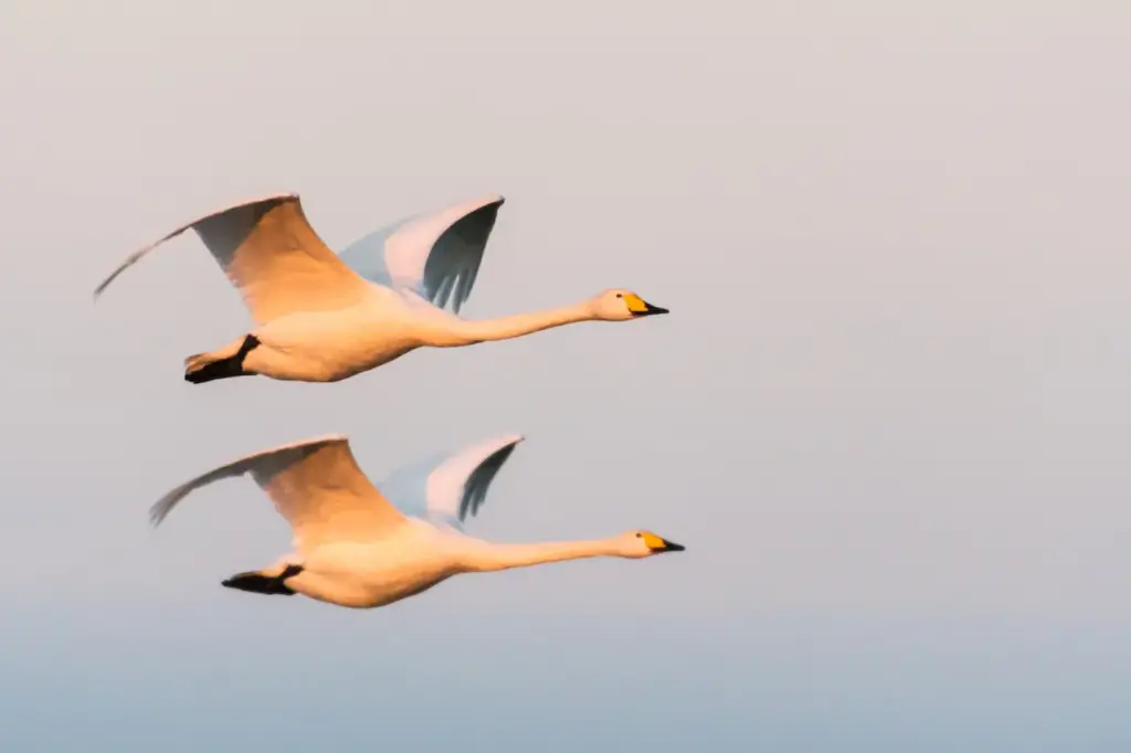 A Flying Couple Of Whooper Swans
