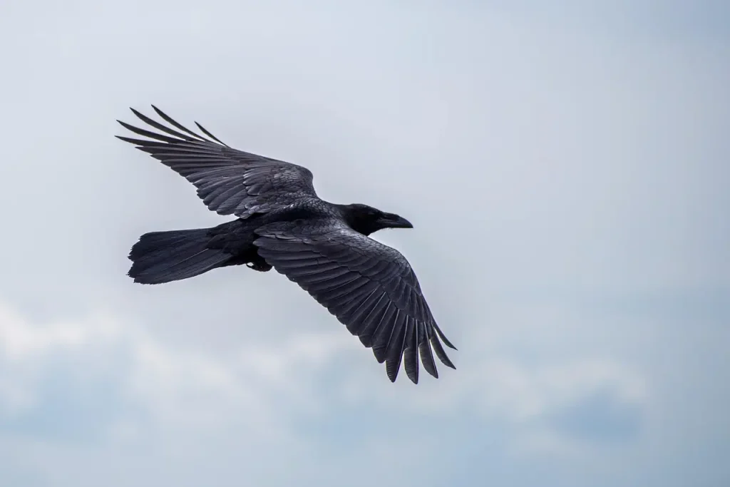 A Flying Fish Crow