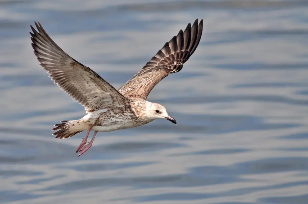 A Flying Heuglin's Gulls 