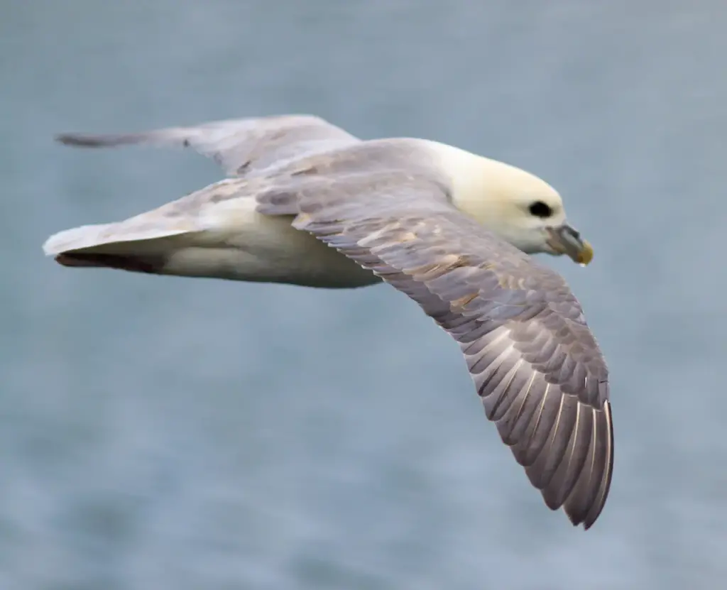 A Flying Kumlien's Gulls 