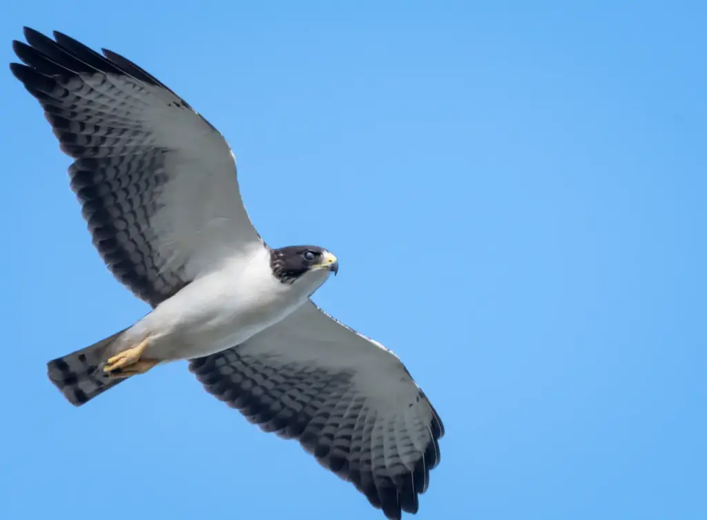 A Flying Short-tailed Hawk 
