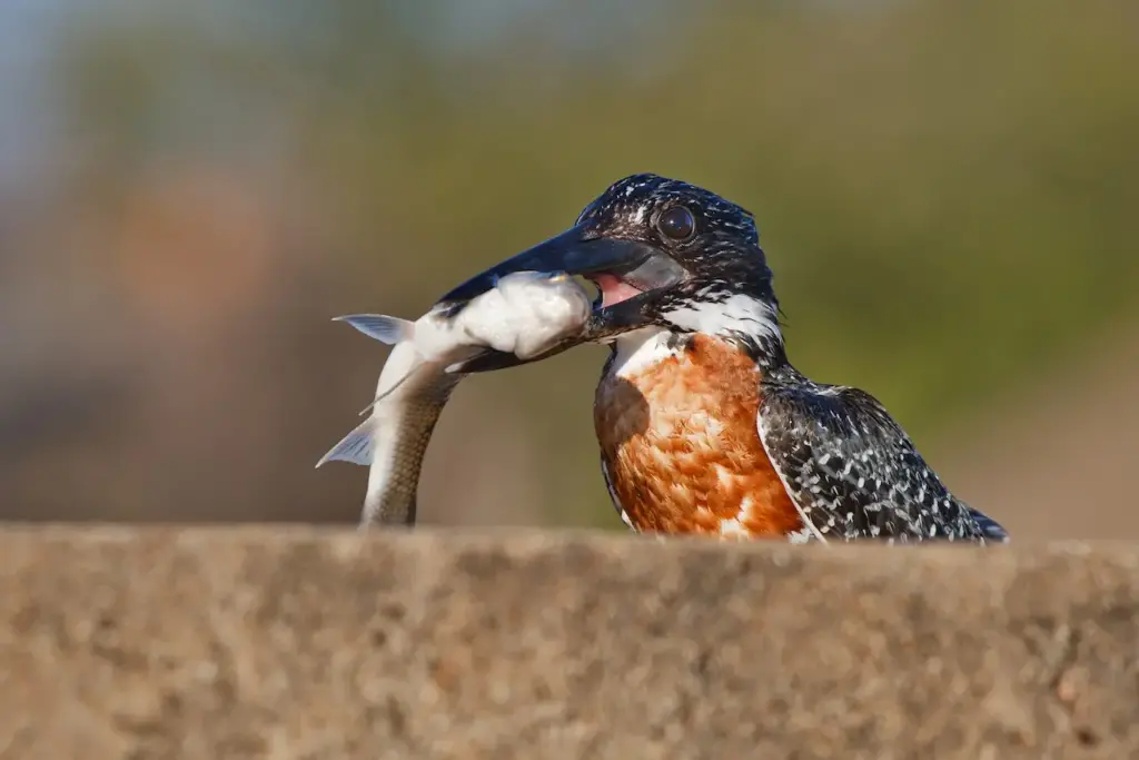 A Giant Kingfisher Eating a Fish 
