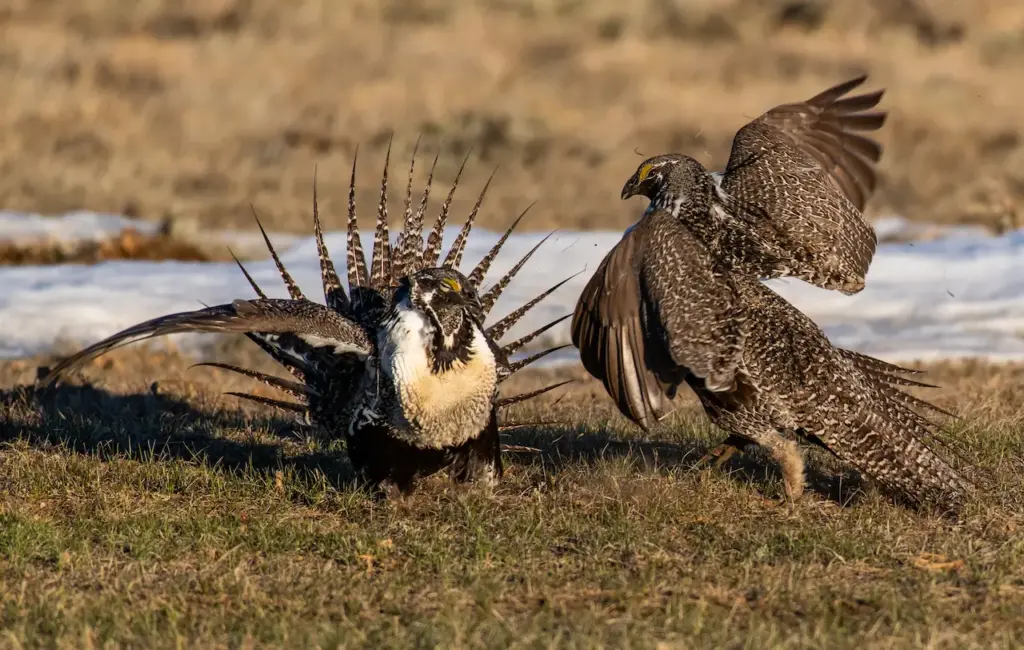 A Greater Sage Grouse Mating Battle During Courtship