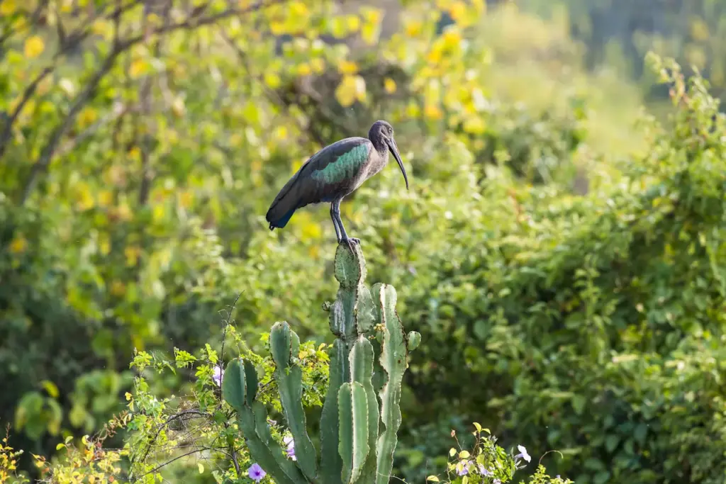 A Hadada Ibis On Top of Cactus 