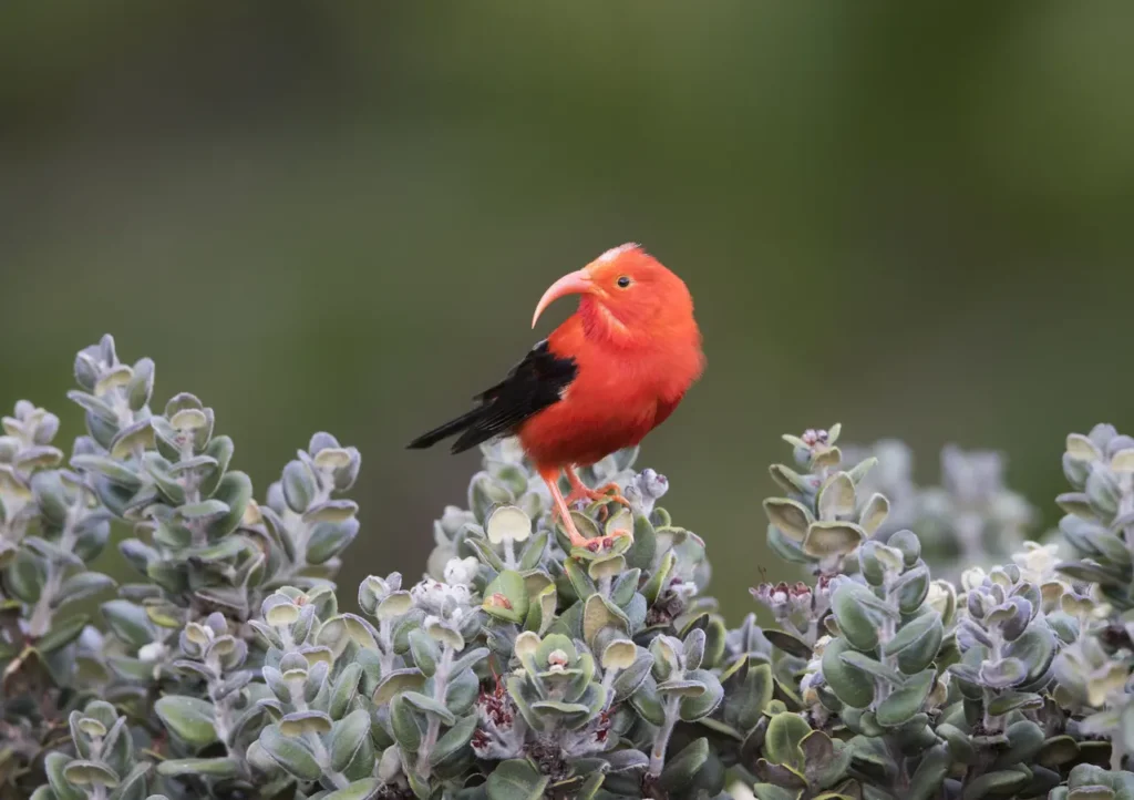 A Hawaiian Honeycreeper on the Flowers