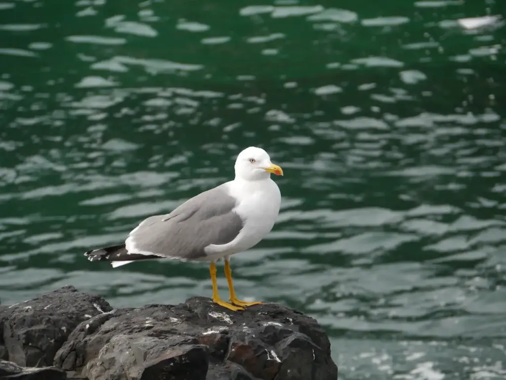 A Lesser Black-backed Gull on a Rock
